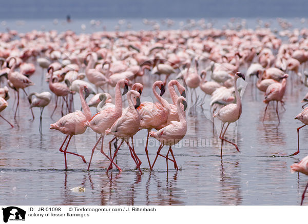 Kolonie Zwergflamingos / colonyof lesser flamingos / JR-01098